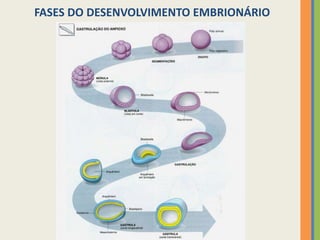 FASES DO DESENVOLVIMENTO EMBRIONÁRIO

 