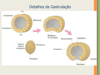Detalhes da Gastrulação

 