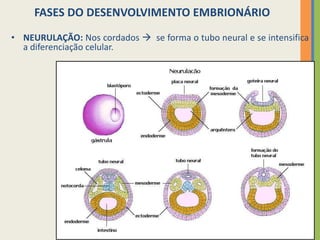 FASES DO DESENVOLVIMENTO EMBRIONÁRIO
• NEURULAÇÃO: Nos cordados  se forma o tubo neural e se intensifica
a diferenciação celular.

 