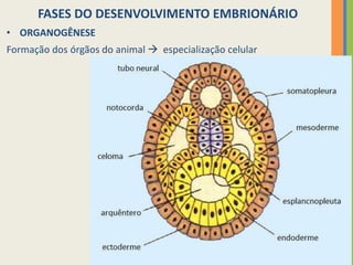 FASES DO DESENVOLVIMENTO EMBRIONÁRIO
• ORGANOGÊNESE
Formação dos órgãos do animal  especialização celular

 