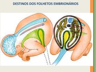 DESTINOS DOS FOLHETOS EMBRIONÁRIOS

 