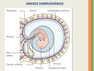 ANEXOS EMBRIONÁRIOS

 