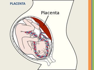 PLACENTA

 