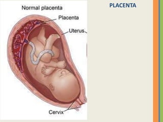PLACENTA

 