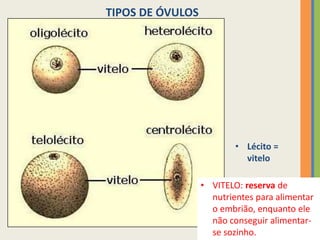 TIPOS DE ÓVULOS

• Lécito =
vitelo
• VITELO: reserva de
nutrientes para alimentar
o embrião, enquanto ele
não conseguir alimentarse sozinho.

 