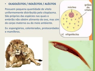 • OLIGOLÉCITOS / ISOLÉCITOS / ALÉCITOS
Possuem pequena quantidade de vitelo
uniformemente distribuída pelo citoplasma.
São próprios das espécies nas quais o
embrião não obtém alimento do ovo, mas sim
do corpo materno ou do meio ambiente.
Ex: espongiários, celenterados, protocordados
e mamíferos.

 