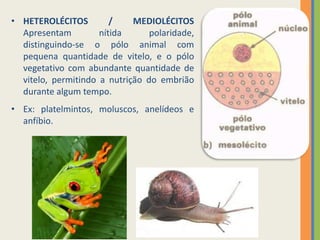 • HETEROLÉCITOS
/
MEDIOLÉCITOS
Apresentam
nítida
polaridade,
distinguindo-se o pólo animal com
pequena quantidade de vitelo, e o pólo
vegetativo com abundante quantidade de
vitelo, permitindo a nutrição do embrião
durante algum tempo.
• Ex: platelmintos, moluscos, anelídeos e
anfíbio.

 