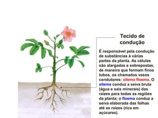 Tecido de
condução
É responsável pela condução
de substâncias à várias
partes da planta. As células
são alargadas e sobrepostas,
de maneira que formam finos
tubos, os chamados vasos
condutores: xilema floema. O
xilema conduz a seiva bruta
(água e sais minerais) das
raízes para todas as regiões
da planta; o floema conduz a
seiva elaborada das folhas
até as raízes (rica em
açúcares).
 