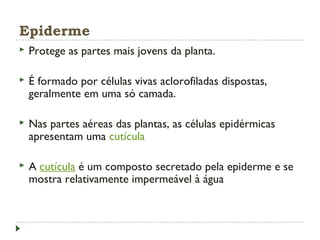 Epiderme
 Protege as partes mais jovens da planta.
 É formado por células vivas aclorofiladas dispostas,
geralmente em uma só camada.
 Nas partes aéreas das plantas, as células epidérmicas
apresentam uma cutícula
 A cutícula é um composto secretado pela epiderme e se
mostra relativamente impermeável à água
 
