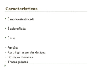 Características
 É monoestratificada
 É aclorofilada
 É viva
- Função:
- Restringir as perdas de água
- Proteção mecânica
- Trocas gasosas
 