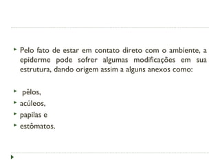 Pelo fato de estar em contato direto com o ambiente, a
epiderme pode sofrer algumas modificações em sua
estrutura, dando origem assim a alguns anexos como:
 pêlos,
 acúleos,
 papilas e
 estômatos.
 