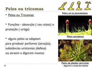 Pelos ou tricomas
 Pelos ou Tricomas:
 Funções - absorção ( nas raízes) e
proteção ( urtiga)
 alguns pelos se adaptam
para produzir perfumes (atração),
substâncias urticantes (defesa)
ou atraem e digerem insetos
 