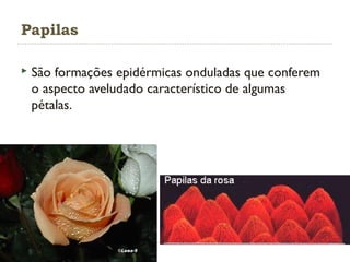 Papilas
 São formações epidérmicas onduladas que conferem
o aspecto aveludado característico de algumas
pétalas.
 