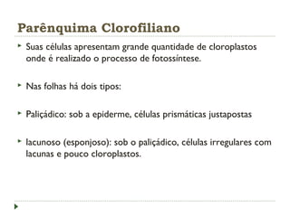 Parênquima Clorofiliano
 Suas células apresentam grande quantidade de cloroplastos
onde é realizado o processo de fotossíntese.
 Nas folhas há dois tipos:
 Paliçádico: sob a epiderme, células prismáticas justapostas
 lacunoso (esponjoso): sob o paliçádico, células irregulares com
lacunas e pouco cloroplastos.
 