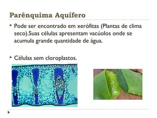 Parênquima Aquífero
 Pode ser encontrado em xerófitas (Plantas de clima
seco).Suas células apresentam vacúolos onde se
acumula grande quantidade de água.
 Células sem cloroplastos.
 