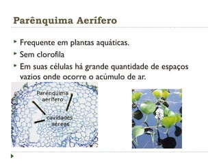 Parênquima Aerífero
 Frequente em plantas aquáticas.
 Sem clorofila
 Em suas células há grande quantidade de espaços
vazios onde ocorre o acúmulo de ar.
 