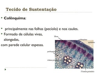 Tecido de Sustentação
 Colênquima:
 principalmente nas folhas (pecíolo) e nos caules.
 Formado de células vivas,
alongadas,
com parede celular espessa.
 