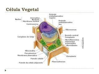 Célula Vegetal
 