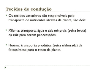 Tecidos de condução
 Os tecidos vasculares são responsáveis pelo
transporte de nutrientes através da planta, são dois:
 Xilema: transporta água e sais minerais (seiva bruta)
da raiz para serem processados.
 Floema: transporta produtos (seiva elaborada) da
fotossíntese para o resto da planta.
 