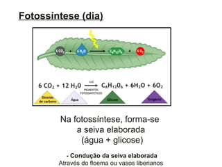 Fotossíntese (dia)
Na fotossíntese, forma-se
a seiva elaborada
(água + glicose)
- Condução da seiva elaborada
Através do floema ou vasos liberianos
 