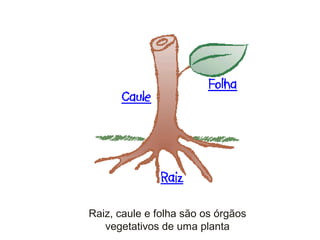 Raiz, caule e folha são os órgãos
vegetativos de uma planta
 