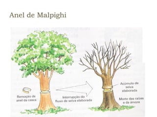 Anel de Malpighi
 