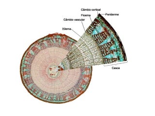 Fisiologia e Histologia Vegetal  