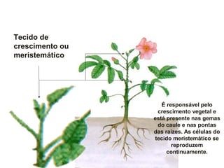 Tecido de
crescimento ou
meristemático
É responsável pelo
crescimento vegetal e
está presente nas gemas
do caule e nas pontas
das raízes. As células do
tecido meristemático se
reproduzem
continuamente.
 