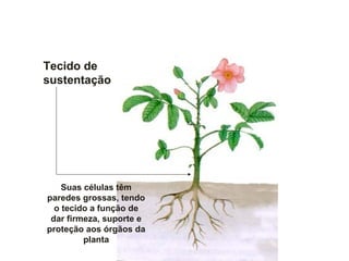 Tecido de
sustentação
Suas células têm
paredes grossas, tendo
o tecido a função de
dar firmeza, suporte e
proteção aos órgãos da
planta
 