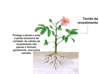 Tecido de
revestimento
Protege a planta e evita
a perda excessiva de
umidade. As células de
revestimento são
planas e formam,
geralmente, uma única
camada.
 