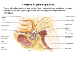 GLANDULAS
ENDÓCRINAS
A hipófise ou glândula pituitária.
É uma glândula situada na sela túrcica (uma cavidade óssea localizada na base
do cérebro), que se liga ao hipotálamo através do pedículo hipofisário ou
infundíbulo.
 