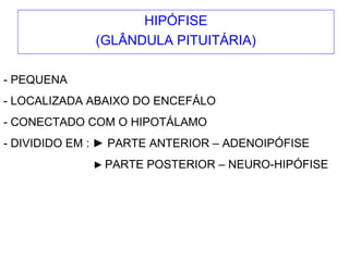 HIPÓFISE
(GLÂNDULA PITUITÁRIA)
- PEQUENA
- LOCALIZADA ABAIXO DO ENCEFÁLO
- CONECTADO COM O HIPOTÁLAMO
- DIVIDIDO EM : ► PARTE ANTERIOR – ADENOIPÓFISE
► PARTE POSTERIOR – NEURO-HIPÓFISE
 