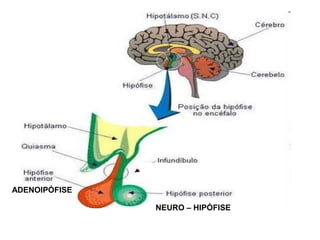 ADENOIPÓFISE
NEURO – HIPÓFISE
 