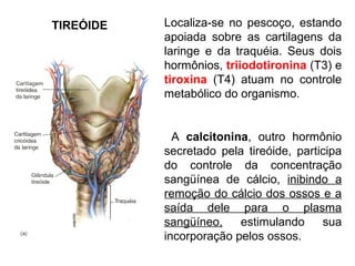 TIREÓIDE Localiza-se no pescoço, estando
apoiada sobre as cartilagens da
laringe e da traquéia. Seus dois
hormônios, triiodotironina (T3) e
tiroxina (T4) atuam no controle
metabólico do organismo.
A calcitonina, outro hormônio
secretado pela tireóide, participa
do controle da concentração
sangüínea de cálcio, inibindo a
remoção do cálcio dos ossos e a
saída dele para o plasma
sangüíneo, estimulando sua
incorporação pelos ossos.
 