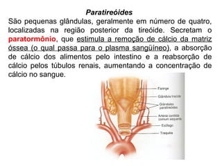 Paratireóides
São pequenas glândulas, geralmente em número de quatro,
localizadas na região posterior da tireóide. Secretam o
paratormônio, que estimula a remoção de cálcio da matriz
óssea (o qual passa para o plasma sangüíneo), a absorção
de cálcio dos alimentos pelo intestino e a reabsorção de
cálcio pelos túbulos renais, aumentando a concentração de
cálcio no sangue.
 
