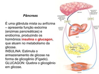Pâncreas
É uma glândula mista ou anfícrina
– apresenta função exócrina
(enzimas pancreáticas) e
endócrina, produzindo os
hormônios insulina e glucagon,
que atuam no metabolismo da
glicose.
INSULINA: Estimula o
armazenamento de glicose na
forma de glicogênio (Fígado).
GLUCAGON: Quebra o glicogênio
em glicose.
 