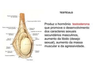 TESTÍCULO
Produz o hormônio testosterona
que promove o desenvolvimento
dos caracteres sexuais
secundários masculinos,
aumento da libido (desejo
sexual), aumento da massa
muscular e da agressividade.
 