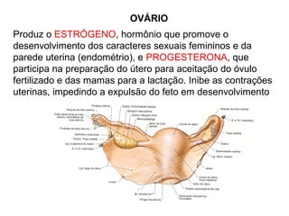 OVÁRIO
Produz o ESTRÓGENO, hormônio que promove o
desenvolvimento dos caracteres sexuais femininos e da
parede uterina (endométrio), e PROGESTERONA, que
participa na preparação do útero para aceitação do óvulo
fertilizado e das mamas para a lactação. Inibe as contrações
uterinas, impedindo a expulsão do feto em desenvolvimento
 