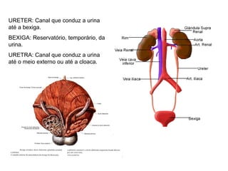 URETER: Canal que conduz a urina
até a bexiga.
BEXIGA: Reservatório, temporário, da
urina.
URETRA: Canal que conduz a urina
até o meio externo ou até a cloaca.
 