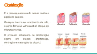 Cicatrização
É a primeira estrutura de defesa contra o
patógeno da pele.
Qualquer trauma ou rompimento da pele,
o corpo torna-se vulnerável ao ataque de
microrganismos.
O processo satisfatório de cicatrização
ocorre em etapas: proliferação,
contração e maturação da cicatriz.
 