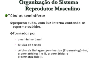 Organização do Sistema Reprodutor Masculino Túbulos seminíferos  pequeno tubo, com luz interna contendo os espermatozóides.  Formados por  uma lâmina basal  células de Sertoli  células da linhagem germinativa (Espermatogônias, espermatócitos I e II, espermátides e espermatozóides).  