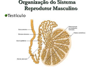 Organização do Sistema Reprodutor Masculino Testículo 