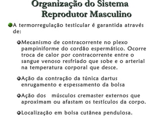 Organização do Sistema Reprodutor Masculino A termorregulação testicular é garantida através de:  Mecanismo de contracorrente no plexo pampiniforme do cordão espermático. Ocorre troca de calor por contracorrente entre o sangue venoso resfriado que sobe e o arterial na temperatura corporal que desce.  Ação da contração da túnica dartus  enrugamento e espessamento da bolsa  Ação dos  músculos cremaster externos que aproximam ou afastam os testículos da corpo.  Localização em bolsa cutânea pendulosa.  Ausência de gordura subcutânea  