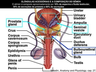 Saladin,  Anatomy and Physiology , cap. 27, 2002  GLÂNDULAS ACESSÓRIAS E A COMPOSIÇÃO DO SÊMEN   O sêmen é composto aproximadamente por  10% de esperma e fluido testicular,  30% de secreções da próstata e 60% de secreções  das vesículas seminais.  