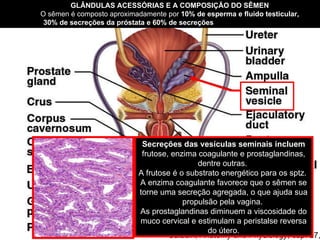 Saladin,  Anatomy and Physiology , cap. 27, 2002  GLÂNDULAS ACESSÓRIAS E A COMPOSIÇÃO DO SÊMEN   O sêmen é composto aproximadamente por  10% de esperma e fluido testicular,  30% de secreções da próstata e 60% de secreções  das vesículas seminais.  Secreções das vesículas seminais incluem  frutose, enzima coagulante e prostaglandinas, dentre outras.  A frutose é o substrato energético para os sptz.  A enzima coagulante favorece que o sêmen se torne uma secreção agregada, o que ajuda sua propulsão pela vagina.  As prostaglandinas diminuem a viscosidade do muco cervical e estimulam a peristalse reversa do útero. 