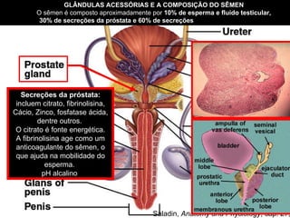 Saladin,  Anatomy and Physiology , cap. 27, 2002  Secreções da próstata: incluem citrato, fibrinolisina, Cácio, Zinco, fosfatase ácida, dentre outros.  O citrato é fonte energética. A fibrinolisina age como um anticoagulante do sêmen, o que ajuda na mobilidade do esperma.  pH alcalino  GLÂNDULAS ACESSÓRIAS E A COMPOSIÇÃO DO SÊMEN   O sêmen é composto aproximadamente por  10% de esperma e fluido testicular,  30% de secreções da próstata e 60% de secreções  das vesículas seminais.  