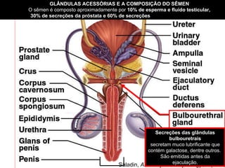 Saladin,  Anatomy and Physiology , cap. 27, 2002  Secreções das glândulas bulbouretrais secretam muco lubrificante que contém galactose, dentre outros.  São emitidas antes da ejaculação. GLÂNDULAS ACESSÓRIAS E A COMPOSIÇÃO DO SÊMEN   O sêmen é composto aproximadamente por  10% de esperma e fluido testicular,  30% de secreções da próstata e 60% de secreções  das vesículas seminais.  