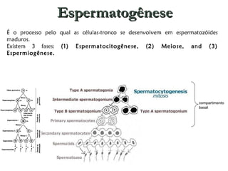 Espermatogênese É o processo pelo qual as células-tronco se desenvolvem em espermatozóides   maduros.  Existem 3 fases:  (1) Espermatocitogênese, (2) Meiose, and (3) Espermiogênese. compartimento basal 
