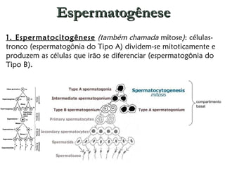 Espermatogênese 1. Espermatocitogênese   (também chamada  mitose ) : células-tronco (espermatogônia do Tipo A) dividem-se mitoticamente e produzem as células que irão se diferenciar (espermatogônia do Tipo B).      compartimento basal 