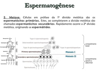 Espermatogênese 2. Meiose:  Células em prófase da 1ª divisão meiótica são os  espermatócitos primários.  Estes, ao completarem a divisão meiótica são chamados  espermatócitos secundários . Rapidamente ocorre a 2ª divisão meiótica, originando as  espermátides . compartimento basal compartimento apical ou adluminal 